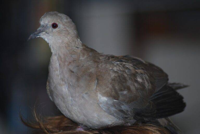 Analyzing the Impact of Immigration Policies on Voter Sentiment