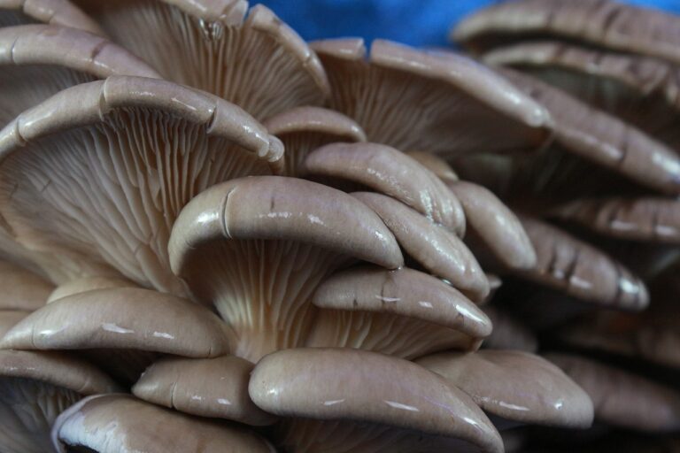 The Relationship Between Health and Spiritual Practices