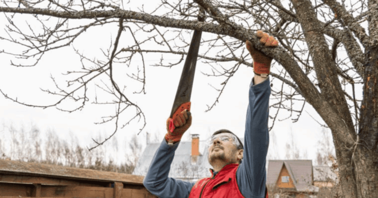 Tree Removal: Professional Services for Safe and Efficient Tree Care